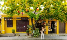 Phố Hội vàng rực hoa sưa