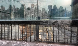 Tổng thống Nga tặng gấu, sư tử cho vườn thú Triều Tiên