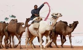 Một người đàn ông cưỡi lạc đà tại lễ hội Vua Abdulaziz. Ảnh: Reuters