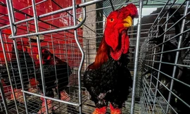 Gà Đông Tảo 'chân to bằng lon bia' lên báo nước ngoài