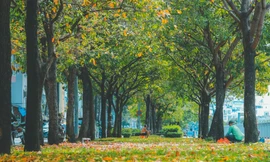 Góc thu lãng mạn giữa Sài Gòn, ngỡ như đang ở Thủ đô