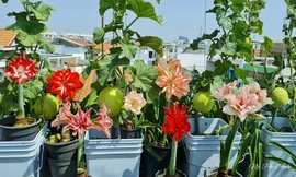 Vườn sân thượng 150m2: Trăm giống huệ khoe sắc, chanh to như quả bưởi