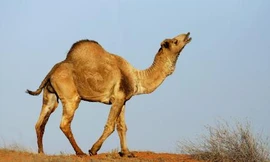 Ảnh minh hoạ: Getty