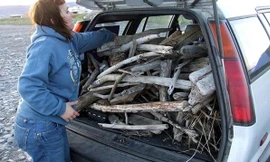 Giá năng lượng tăng cao, Ba Lan cho phép người dân vào rừng nhặt củi