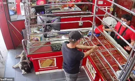 Phì cười với chú chó ngủ say như chết khi chủ bị ‘cướp tiệm vàng’