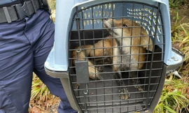 Mỹ: Điện Capitol náo loạn vì một con cáo