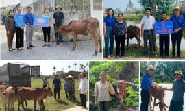 'Áo xanh' tạo điểm tựa thoát nghèo từ mô hình bò sinh kế