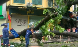 Hà Nội hối hả khắc phục hậu quả, giải toả cây đổ sau bão YAGI