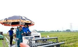 'Áo xanh' hỗ trợ thu hoạch rau màu, di dời tài sản để thi công đường dây 500kV mạch 3