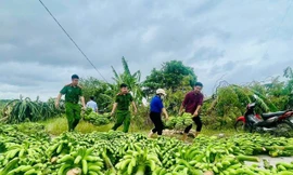 385 ha chuối bị đổ sau bão số 3, tuổi trẻ Thái Bình kêu gọi hỗ trợ nông dân tiêu thụ chuối xanh 