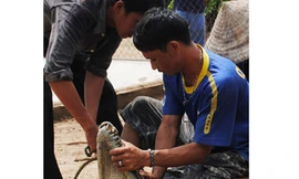 Còn 7 con cá sấu sổng chuồng chưa bắt được