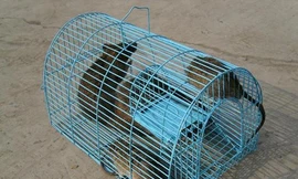 Trường giao học sinh chỉ tiêu... bắt chuột