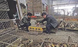 Cúm H7N9 có thể kháng thuốc Tamiflu