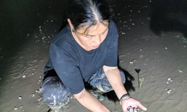 Nước mắt người nuôi ngao ở Quảng Ninh