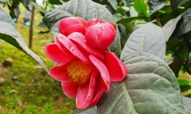 Độc đáo cây hải đường trăm tuổi ở Hải Phòng trổ hoa đón Tết