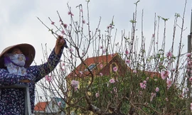 Hàng nghìn gốc đào chưa kịp bán đã nở rộ, nông dân Hải Phòng lo 'mất Tết'