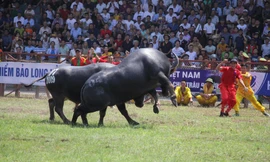 Trâu số 07 vô địch Lễ hội chọi trâu Đồ Sơn năm 2019