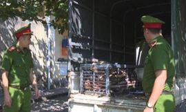 Bắt quả tang 2 đối tượng chở hổ từ Nghệ An về Quảng Ninh để nấu cao