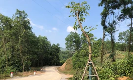 Vụ hàng cây tiền tỷ 'tự mọc': Mất công nhổ, chủ nhân mới đứng ra xin