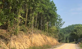 Kỳ lạ, hàng cây tiền tỷ 'tự mọc' trong khuôn viên dự án ở Quảng Ninh