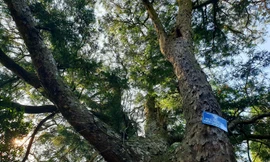 Độc đáo hàng cây trồng cổ nhất Việt Nam giữa non thiêng Yên Tử