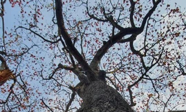 Trầm trồ vẻ đẹp 5 gốc gạo cổ thụ độc đáo ở Đồ Sơn