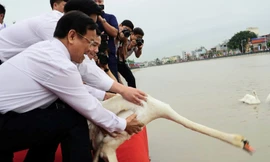Nghìn người đổ xô đi xem thiên nga trên sông Tam Bạc