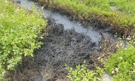 Truy tìm kẻ đổ chất thải độc hại ra mương nước ở Hải Phòng