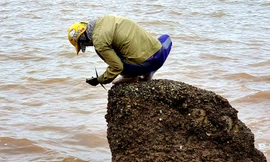 Theo chân người dân Đồ Sơn đi gõ hà biển ngày cuối năm