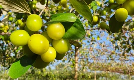 Kỳ lạ: Loại táo giống nho như đúc ở Hải Phòng