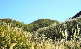 Check in 'cháy máy' mùa cỏ lau Bình Liêu đẹp ngất ngây