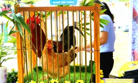 Độc đáo cuộc thi 'vua gà Tiên Yên'