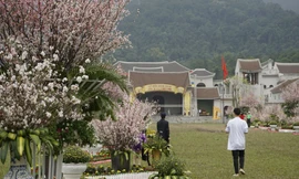 Tận thấy hàng nghìn cành hoa anh đào khoe sắc dưới chân Yên Tử