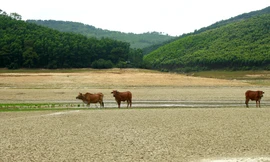 Điều chưa từng xảy ra ở hồ nước ngọt lớn nhất Quảng Ninh: Bò 'dạo chơi' giữa lòng hồ