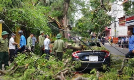 Cành phượng cổ thụ gãy đè bẹp hàng loạt ô tô, xe máy ở Hải Phòng