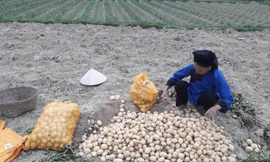 Khoai tây ở Chi Lăng, Lạng Sơn ế thừa.