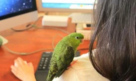 Mỹ cho phép mang vật nuôi đến công sở 