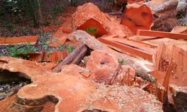 Một gốc cổ thụ gõ đỏ (cà te) bị đốn hạ.