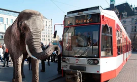 Thụy Điển cấm voi dạo phố