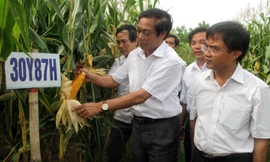 Trồng khảo nghiệm ngô biến đổi gene tại Việt Nam.