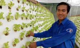 Anh Dương Minh Trung bên vườn rau khí canh công nghệ cao của mình. Ảnh: Hòa Hội.