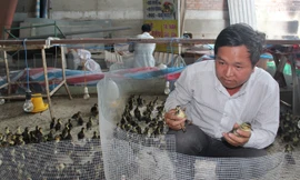 Vịt trời con ấp nở thành công chuẩn bị chuyển giao cho người nuôi.