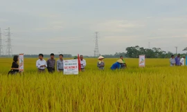 Cánh đồng trồng giống Bắc Hương 9 cho hiệu quả cao tại Bắc Giang.