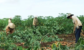 Được mùa sắn, vỡ quy hoạch