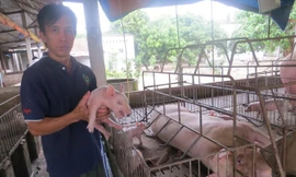 Heo hơi rớt giá, heo giống cũng lâm nạn.