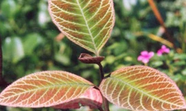 Lá Khôi Tía có tác dụng tốt với dạ dày.