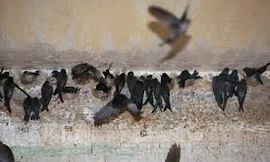 Nuôi chim yến tự phát 'tra tấn' người dân