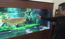 Một người chơi bên bể cá rồng.