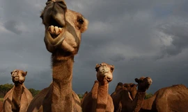 Lạc đà ở ARập Xêút.