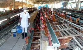 Báo động ngành chăn nuôi